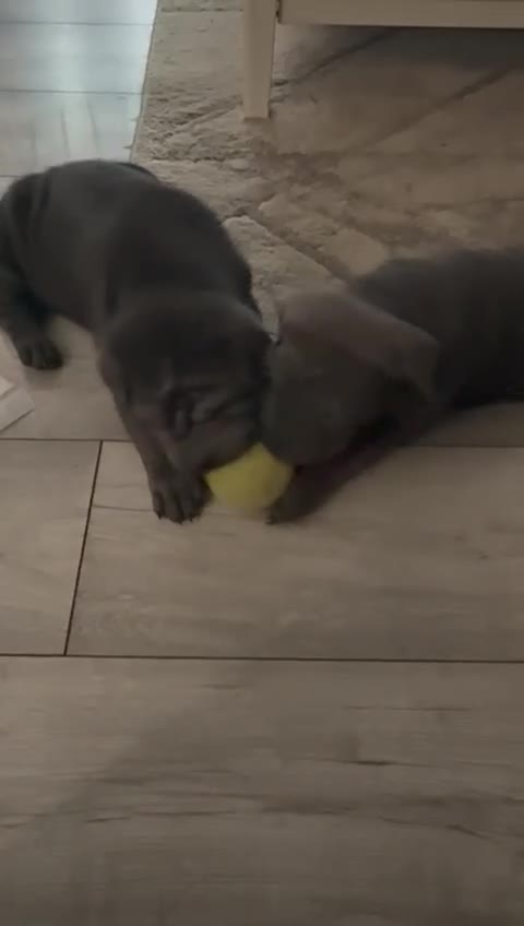 Mixed Breed dogs for sale: 2 female Shar Pei cross spaniel pups  - Video 2