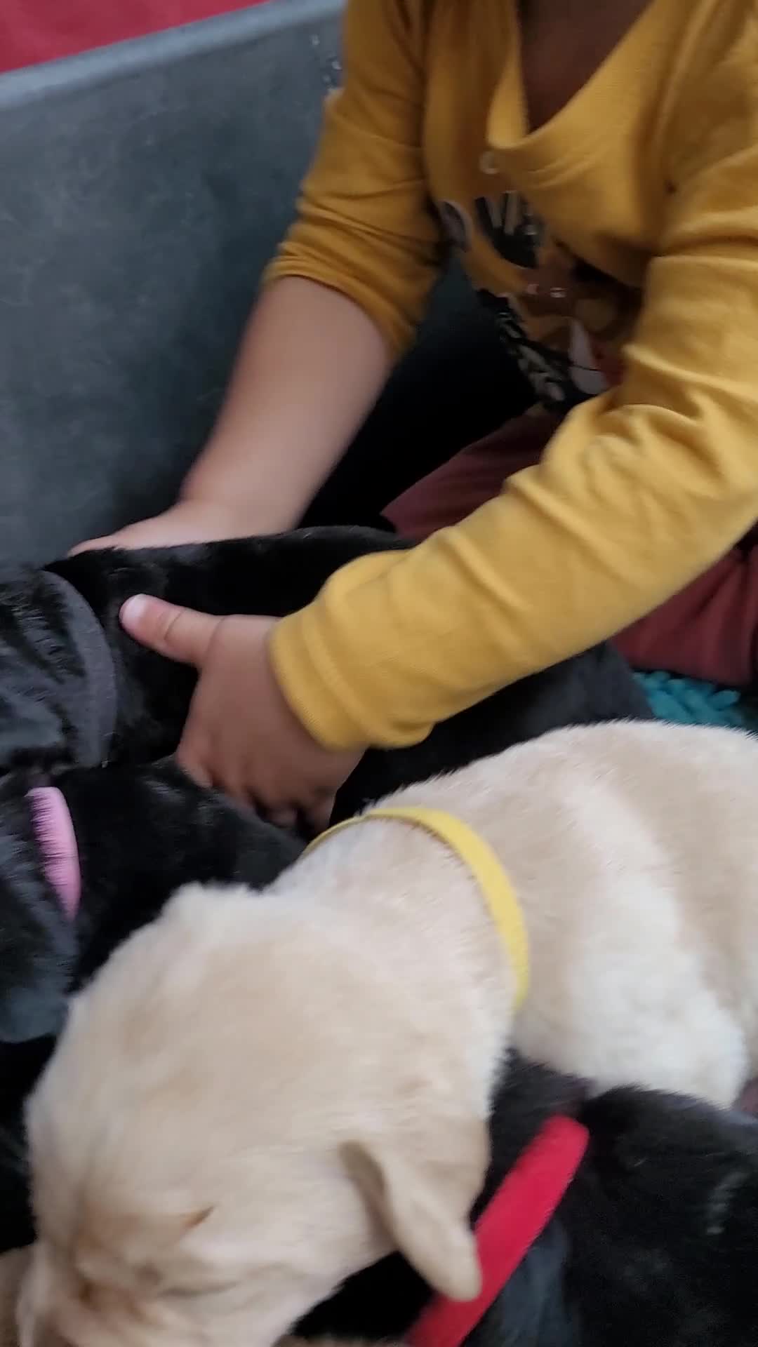 Labrador Retriever dogs for sale: Labrador Puppies ready for their forever homes in Walton-on-Thames - Video 2