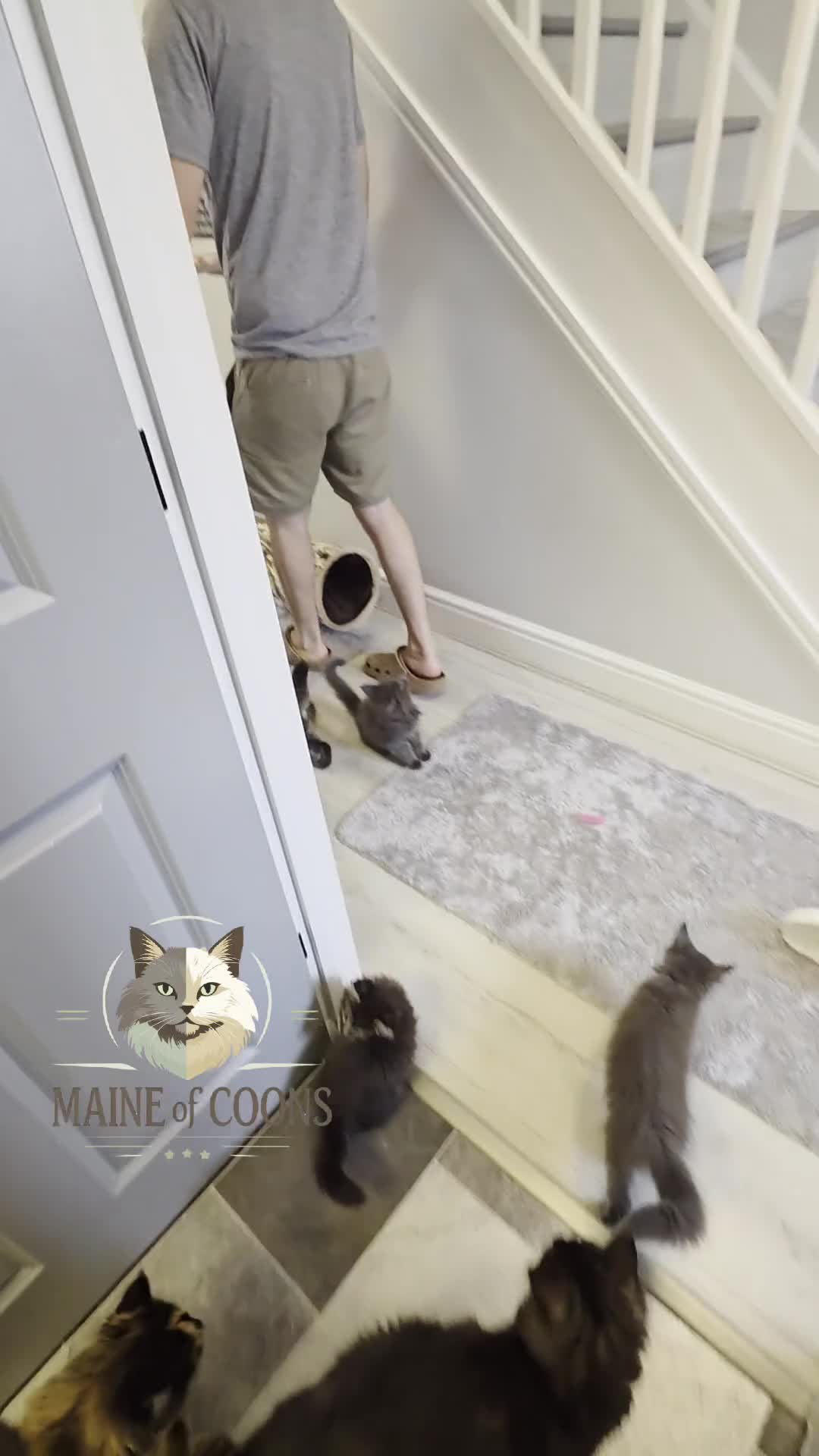 Maine Coon cats for sale: Maine coon kittens - Video 1