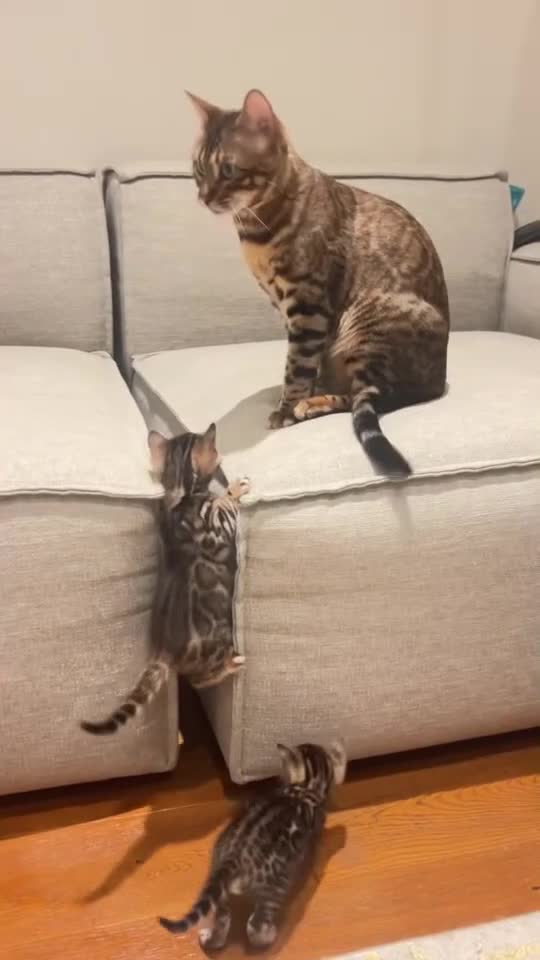 Bengal cats for sale: Stunning Bengal Kittens – TICA Reg – high Quality  - Video 1