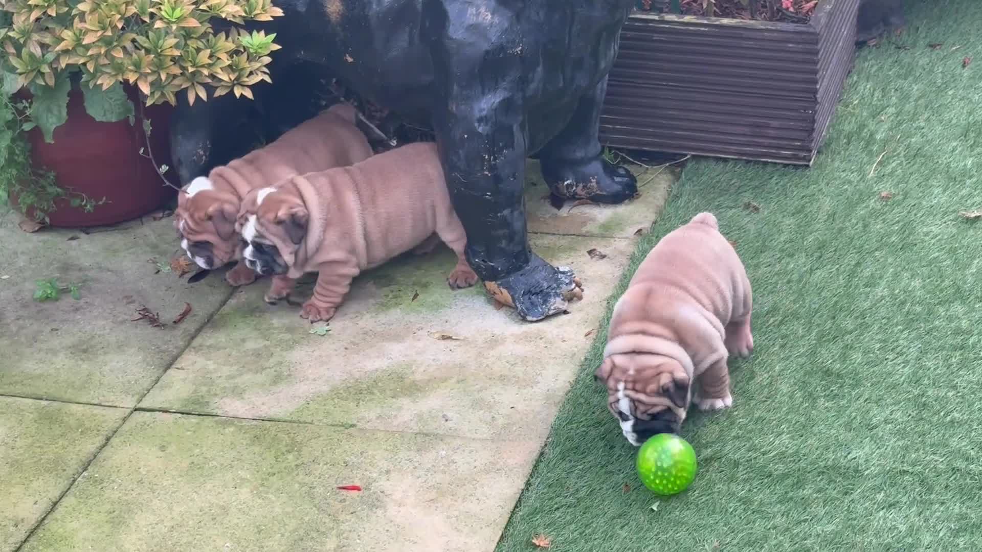 English Bulldog dogs for sale: Quality Bulldog puppies (Standard coloured ) - Video 2