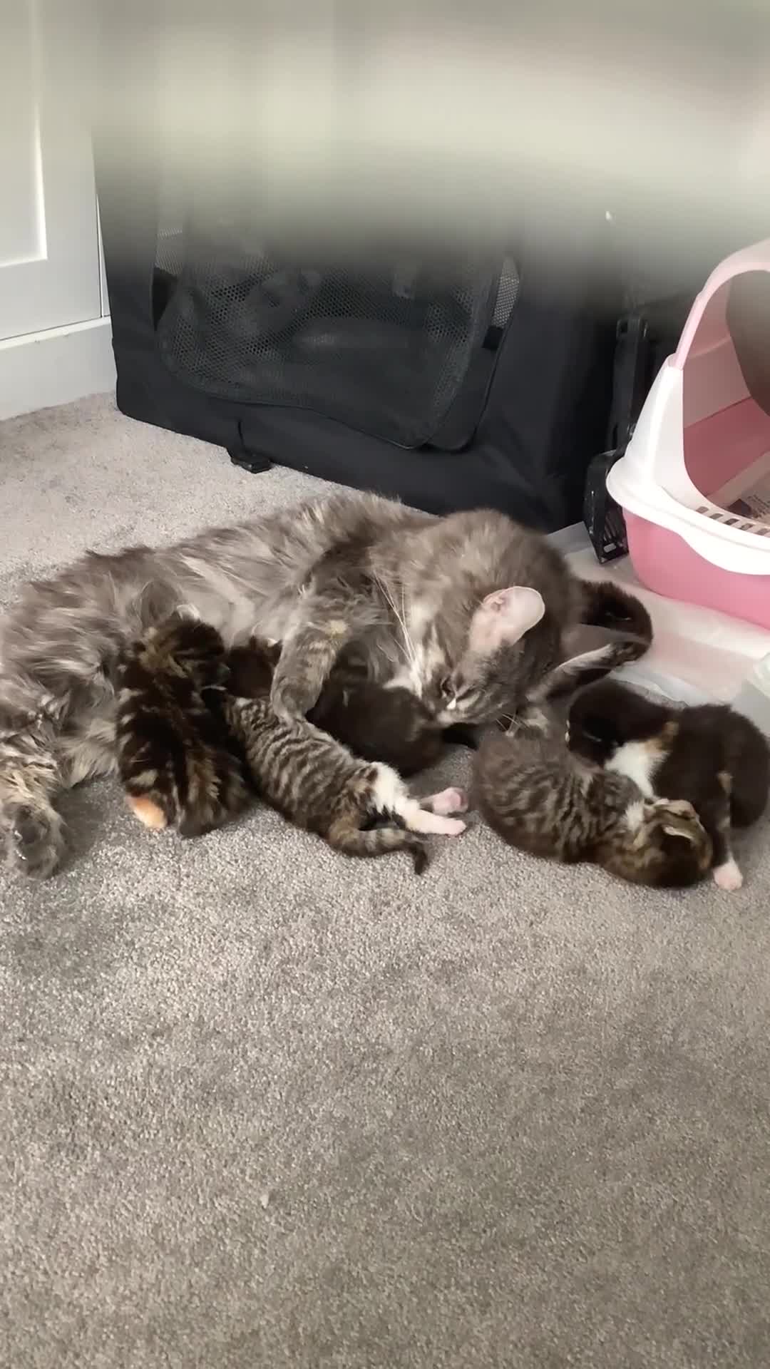 Maine Coon cats for sale: Mainecoon Cross  - Video 2