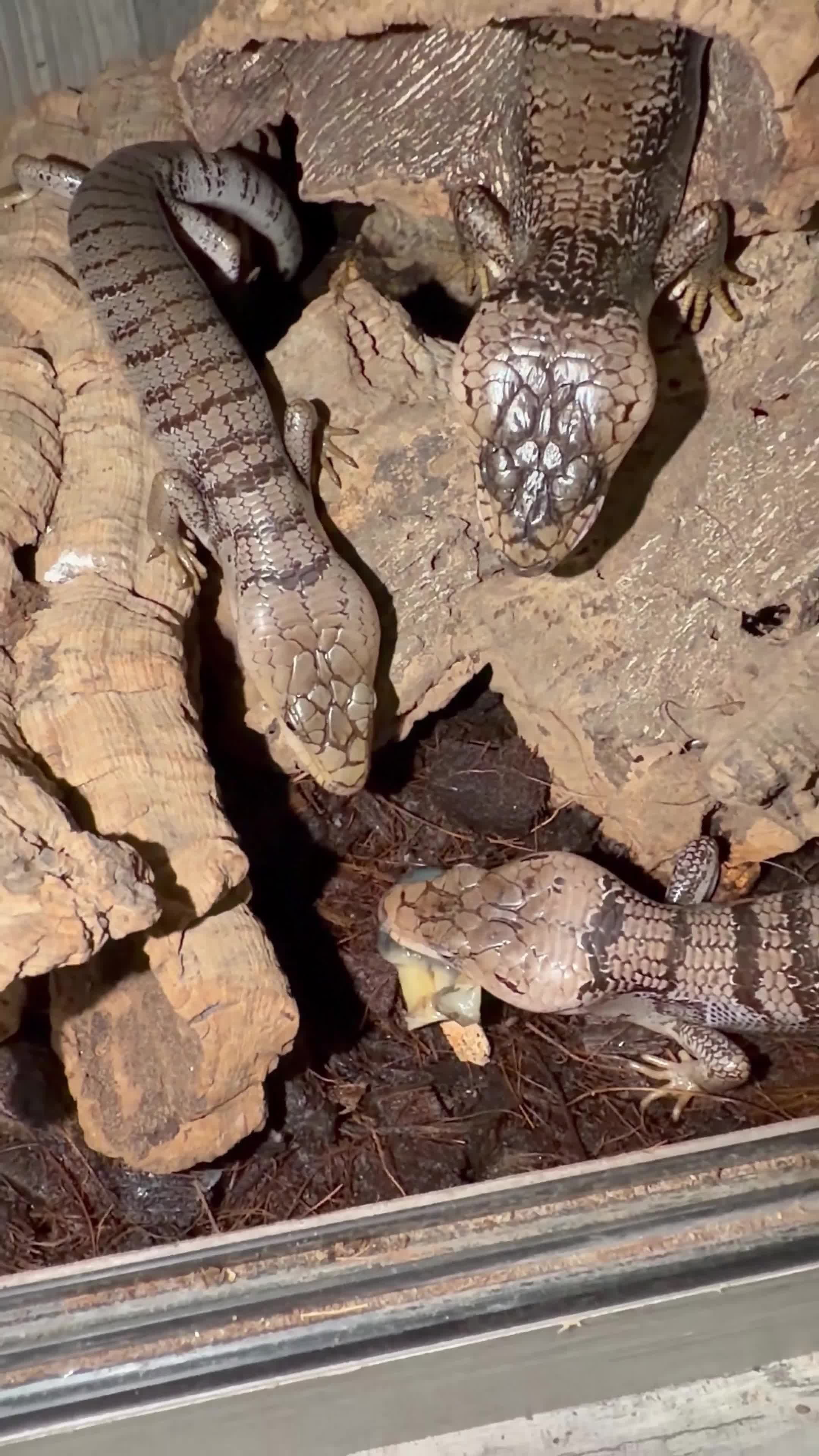 Skink reptiles for sale: 2:1 Breeding Trio Pink Tongue Skinks (Unrelated) - Video 1