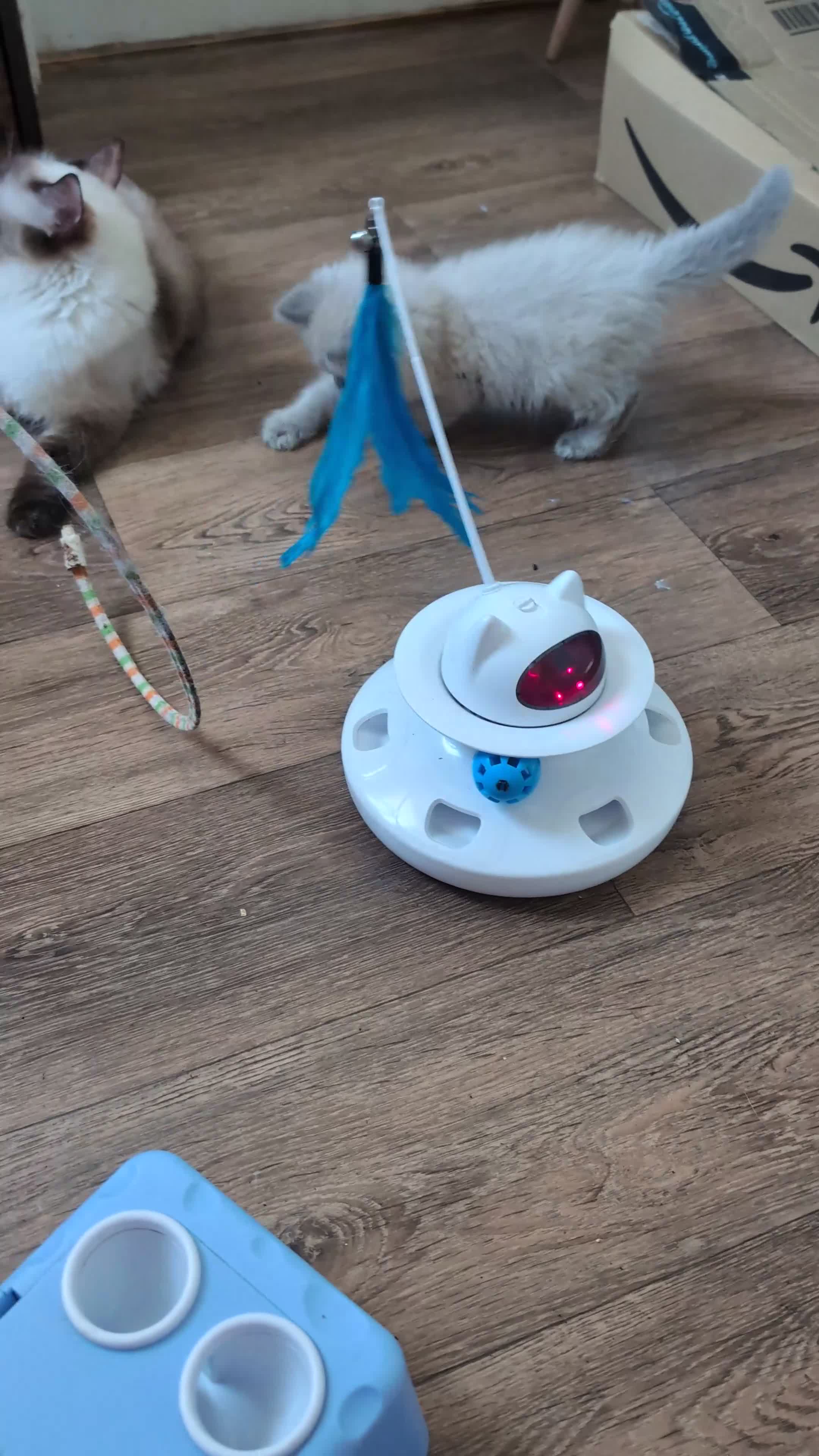 Ragdoll cats for sale: Gorgeous Blue Mink Point Ragdoll Boy  in Dunfermline - Video 1