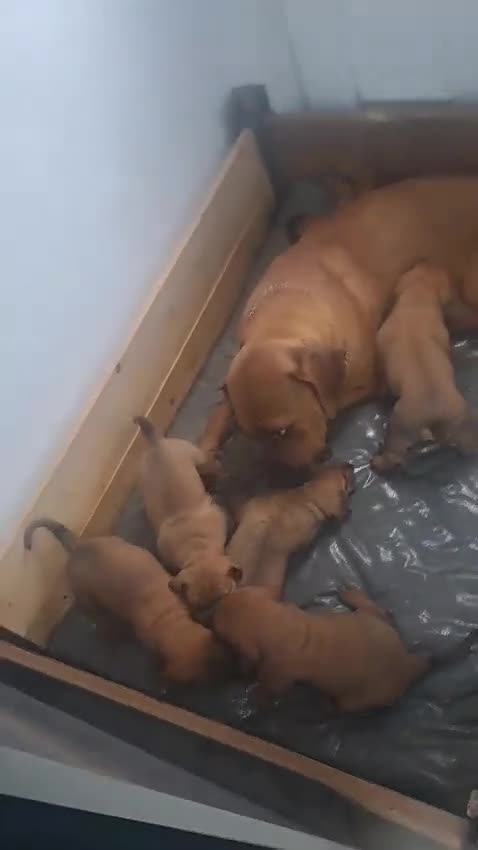 Boerboel dogs for sale: Boreboel (Bella) gave birth, 3 girls left - Video 1