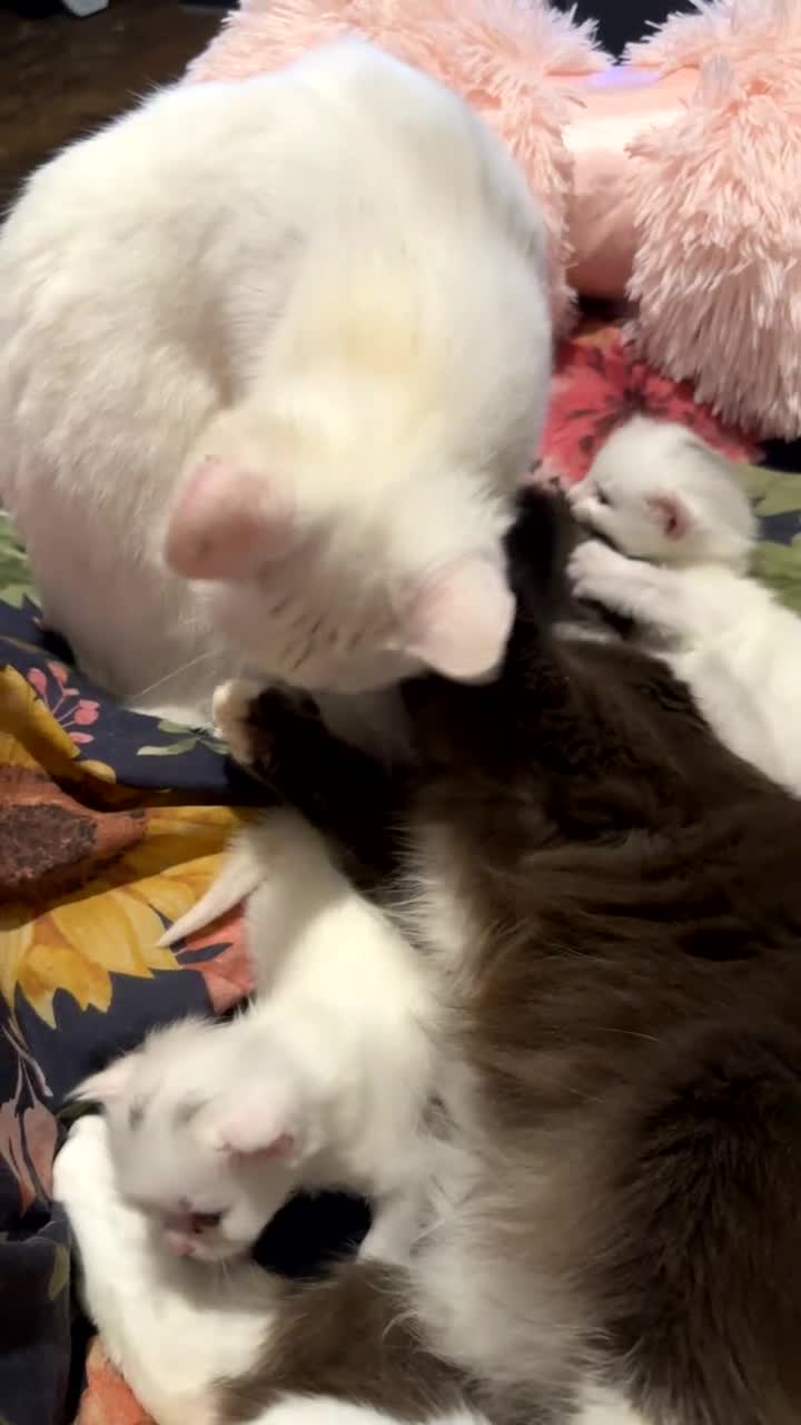 Mixed Breed cats for sale: Kittens for sell  in Coventry - Video 1