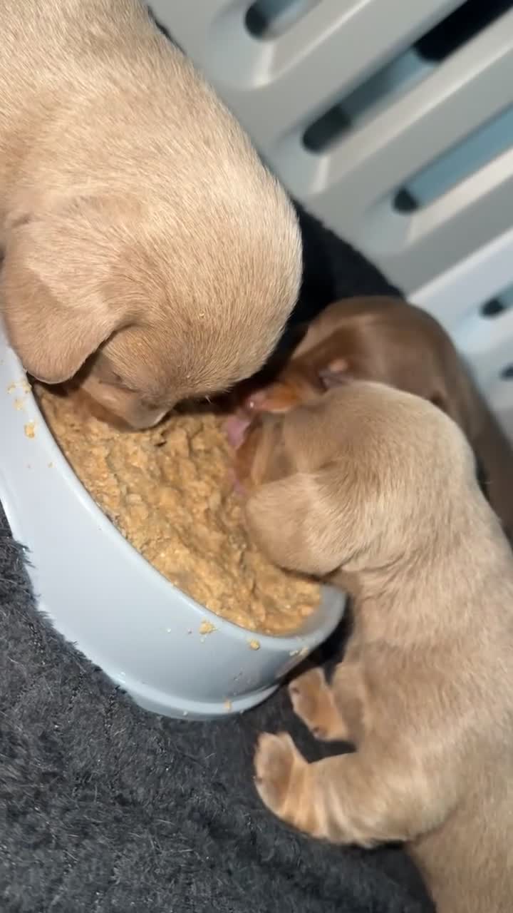 Dachshund dogs for sale: Gorgeous dachshund pups available for reservation - Video 2
