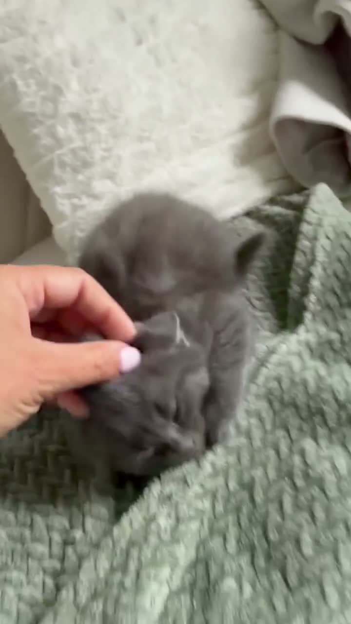 Mixed Breed cats for sale: 4 kittens looking for new home  - Video 1