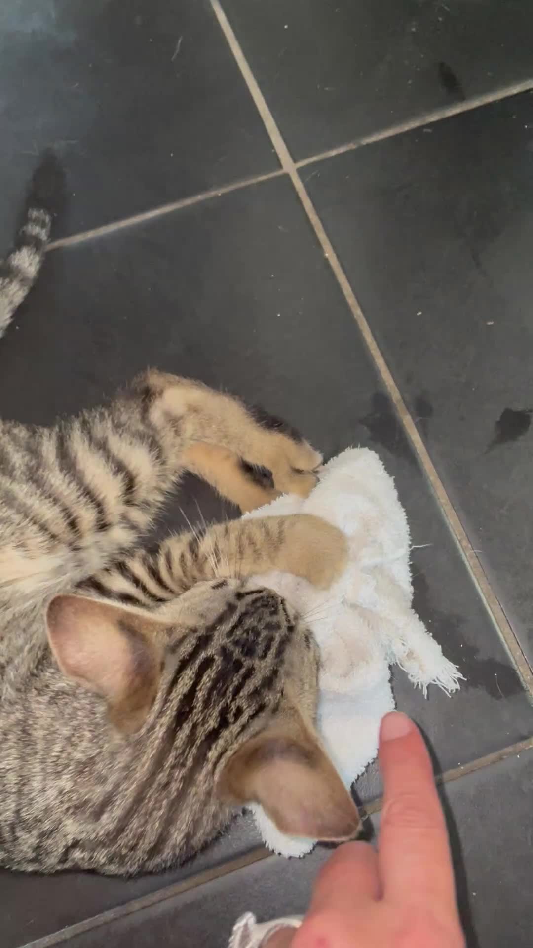 Bengal cats for sale: ♥️IAM ❤️WATCH ALL MY VIDEOS👀FOR MUMMY OR DADDY ❤️ - Video 4