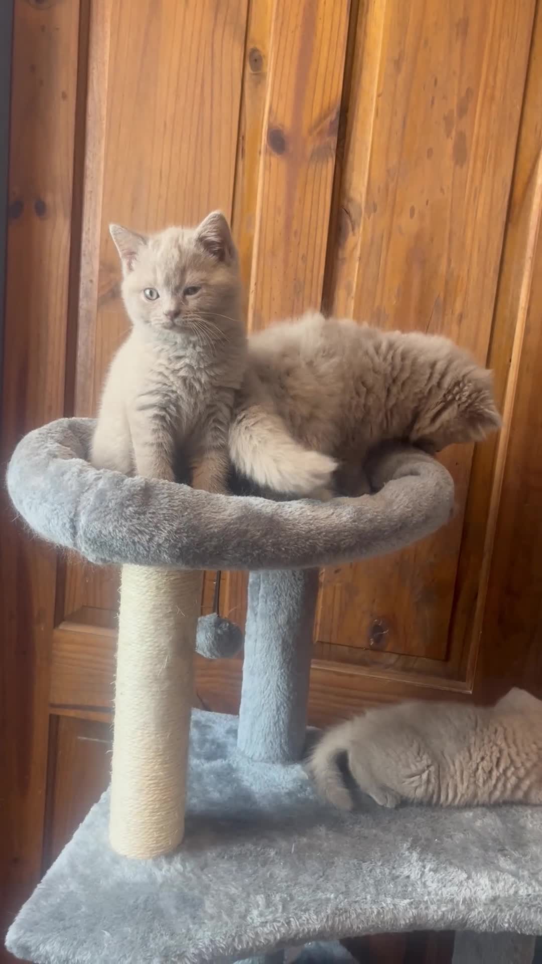 British Shorthair cats for sale: 2 lilac BSH Boys READY THIS WEEK - Video 3