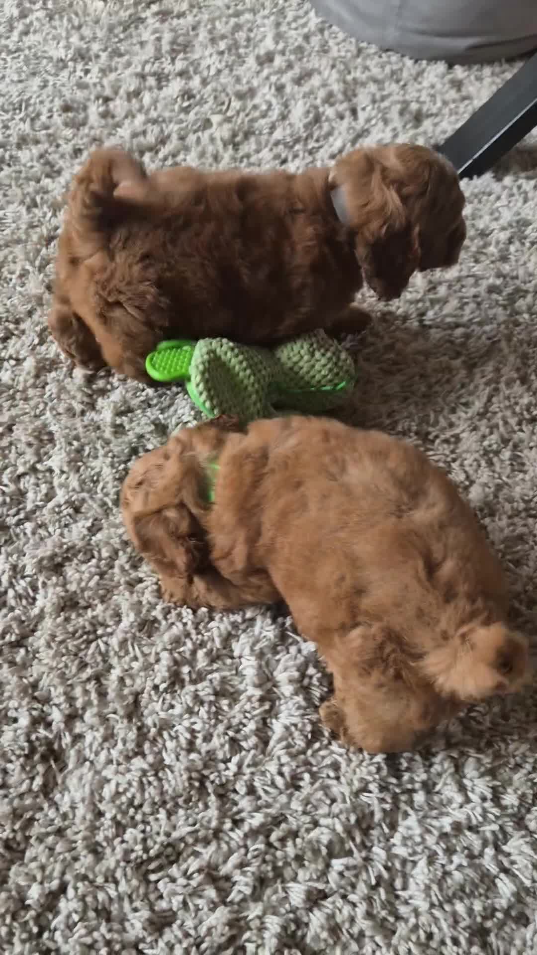 Cockapoo dogs for sale: QUALITY F1 COCKAPOOS - Video 1