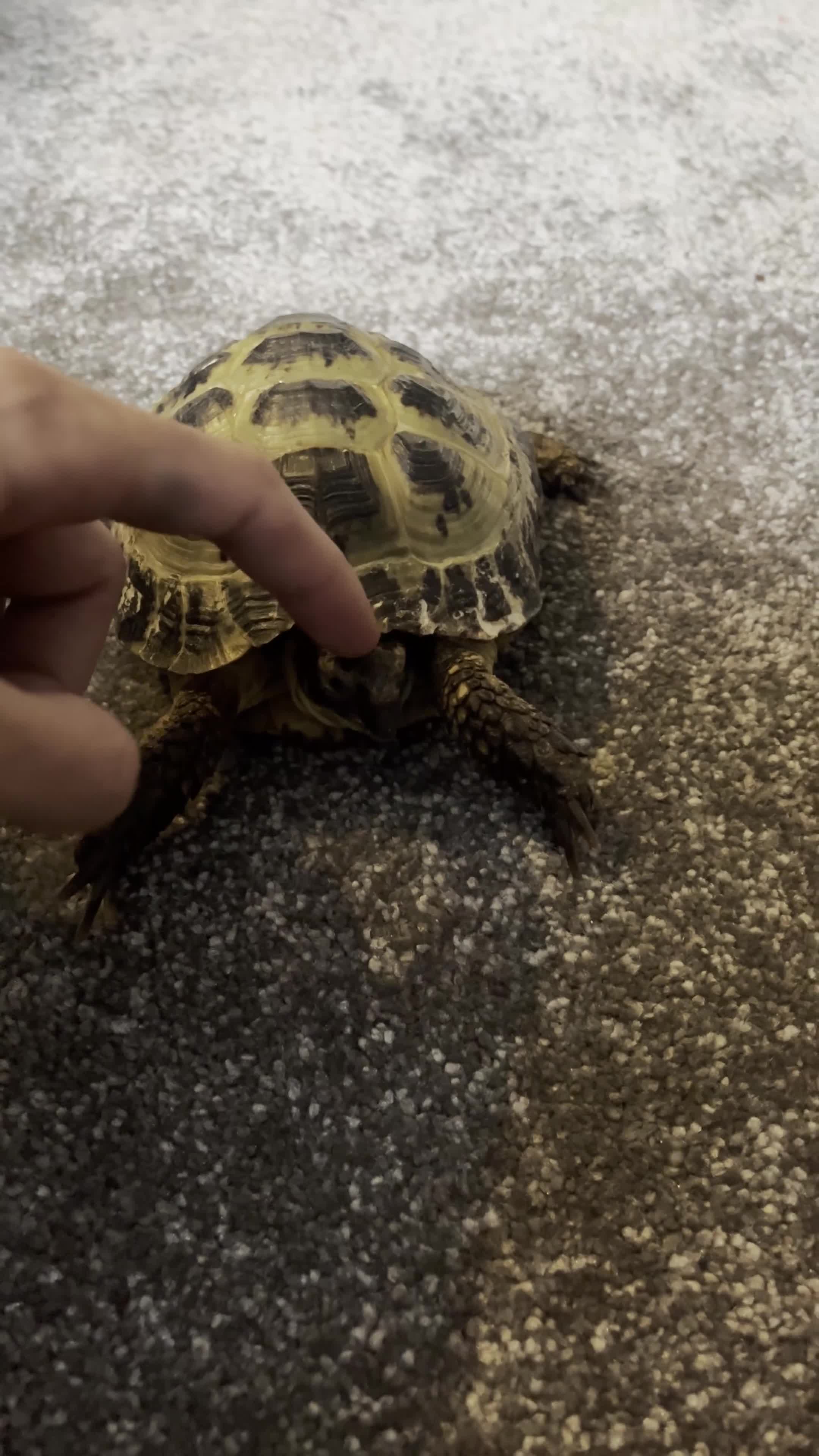 Tortoise reptiles for sale: Hermann Tortoise looking for a new home - Video 1