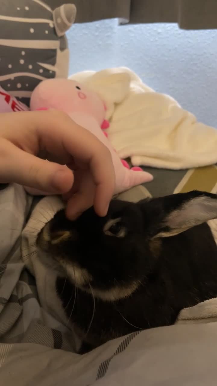 Mixed Breed rabbits for sale: Rabbit for sale  in Leicester - Video 2