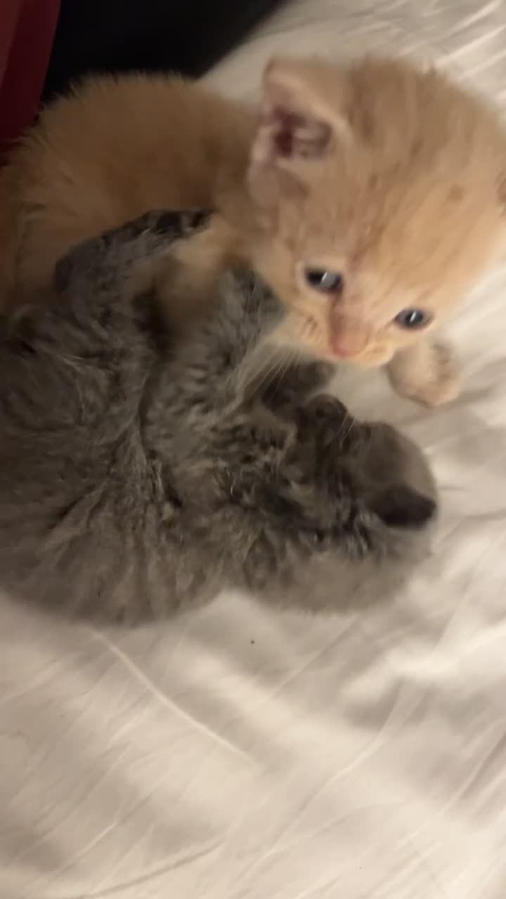 British Shorthair cats for sale: 2 male British short hair kittens  in Barrow-in-Furness - Video 1