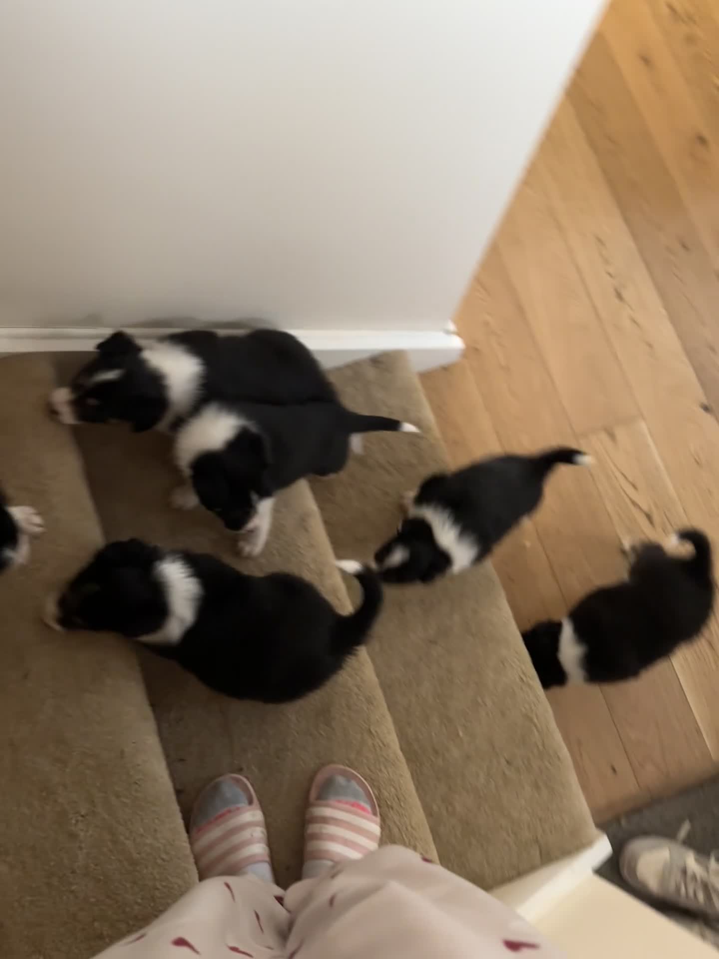 Border Collie dogs for sale: Beautiful Border Collie Puppies  🐾 in Cambridge - Video 2