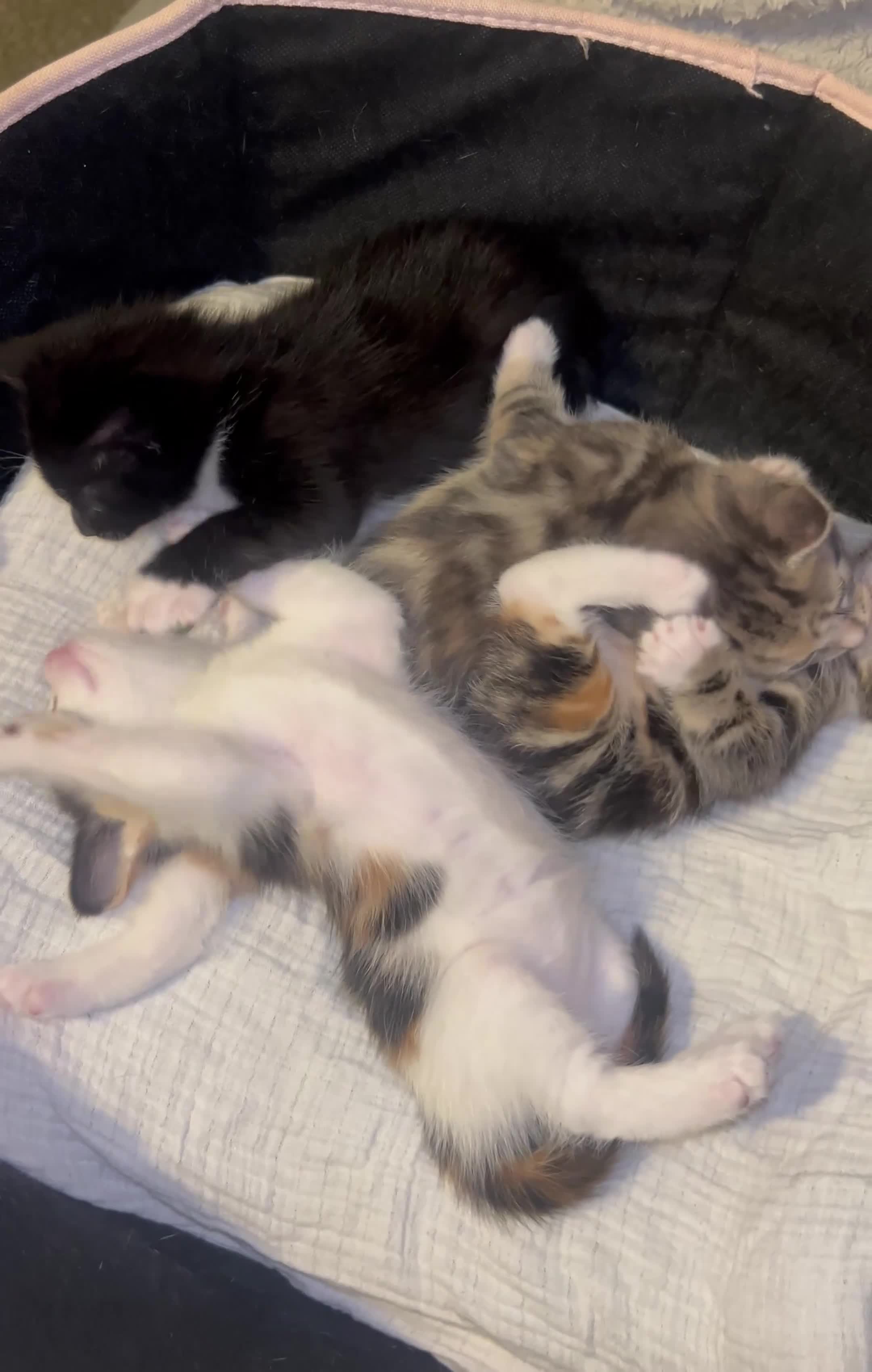 Mixed Breed cats for sale: Beautiful Domestic Shorthair Kittens  🐾 - Video 1