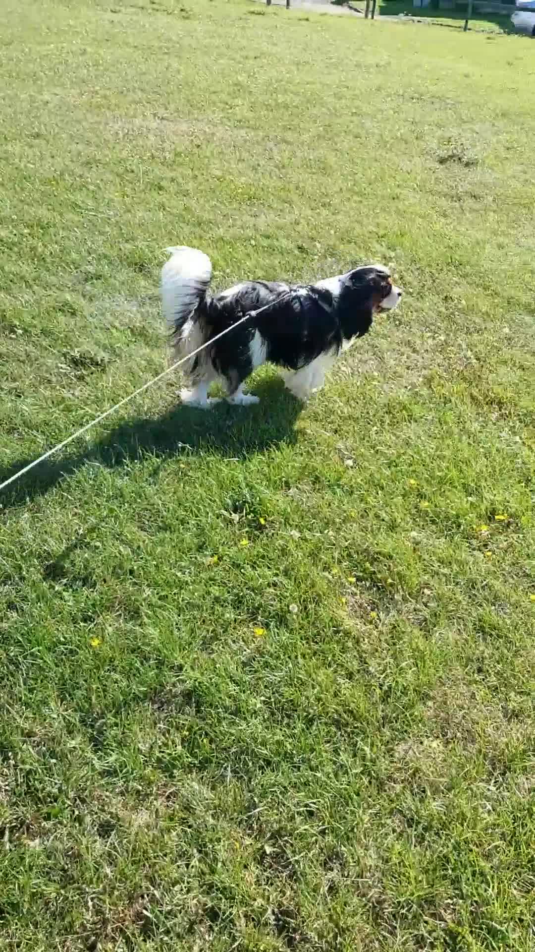 Cavalier King Charles Spaniel dogs for stud: CKCS STUD DOG/ DNA / CHAMPION LINES  - Video 1