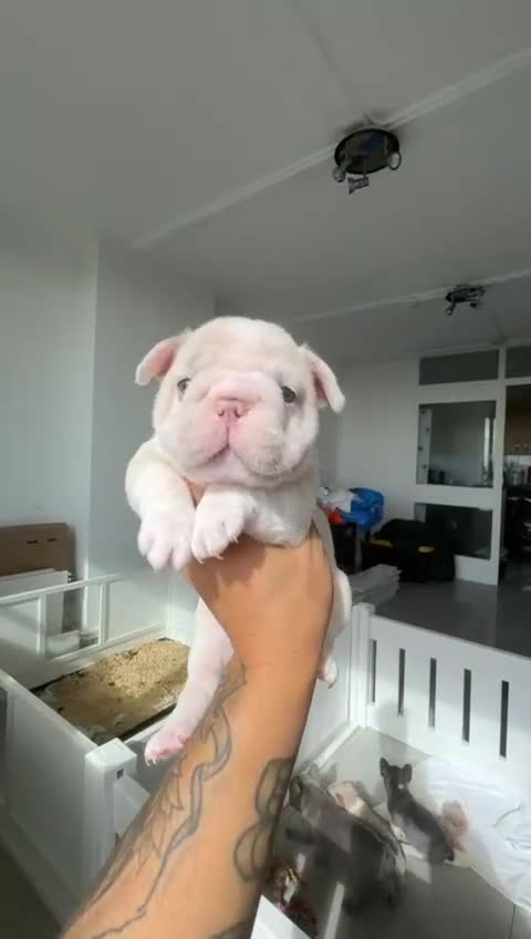 French Bulldog dogs for sale: Stunning ** French bulldogs  - Video 2