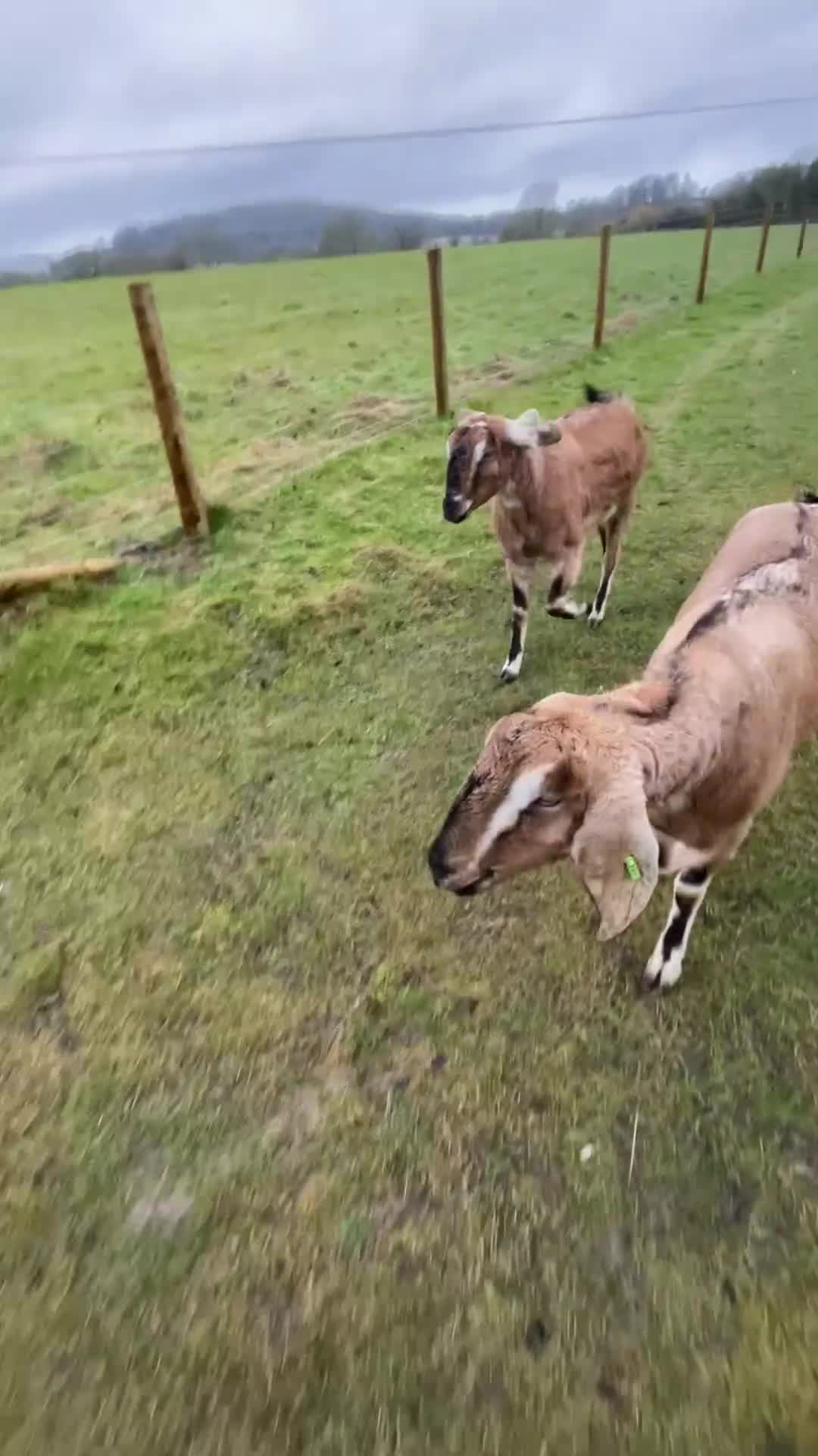 Goats livestock for sale: two angolo-Nubian goats  - Video 1