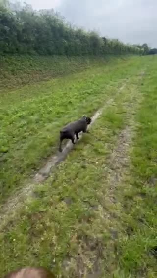Staffordshire Bull Terrier dogs for stud: REGGIE kc PROVEN (HEALTH TESTED) Dark Blue in Wisbech - Video 3
