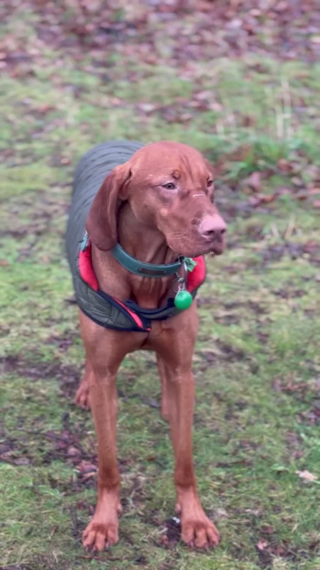 Hungarian Vizsla dogs for stud: Hungarian vizsla for stud (kc) - Video 1