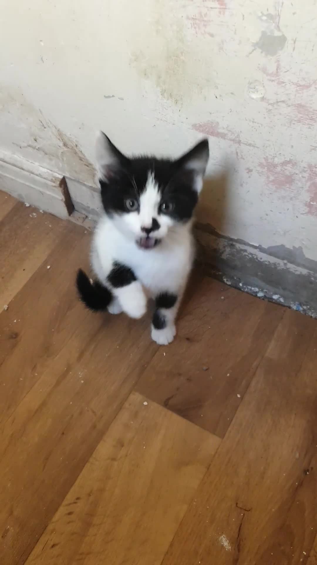 American Shorthair cats for sale: 2 American short wire hair kittens  - Video 2