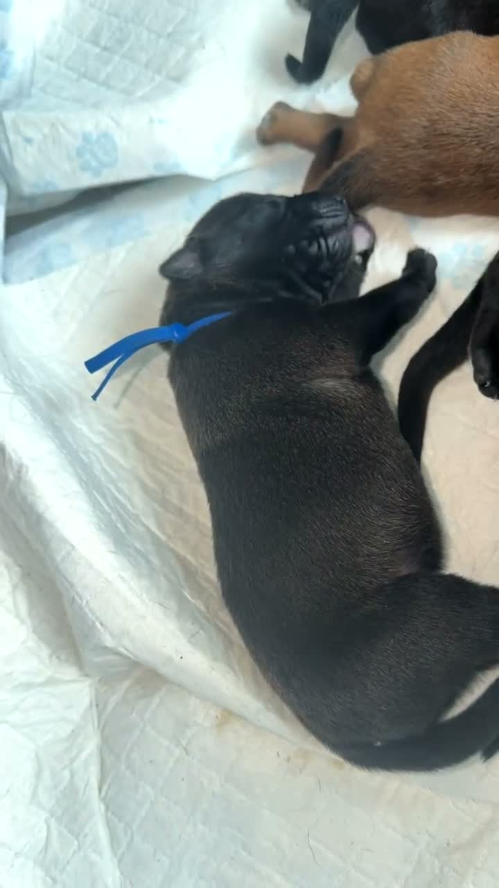 Doberman Cross Belgian Malinois Puppies for sale in Rushden | Pets4Homes