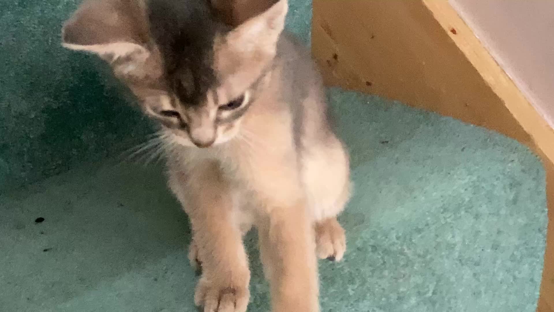 Abyssinian cats for sale: Beautiful Blue male Abyssinian kitten - Video 2