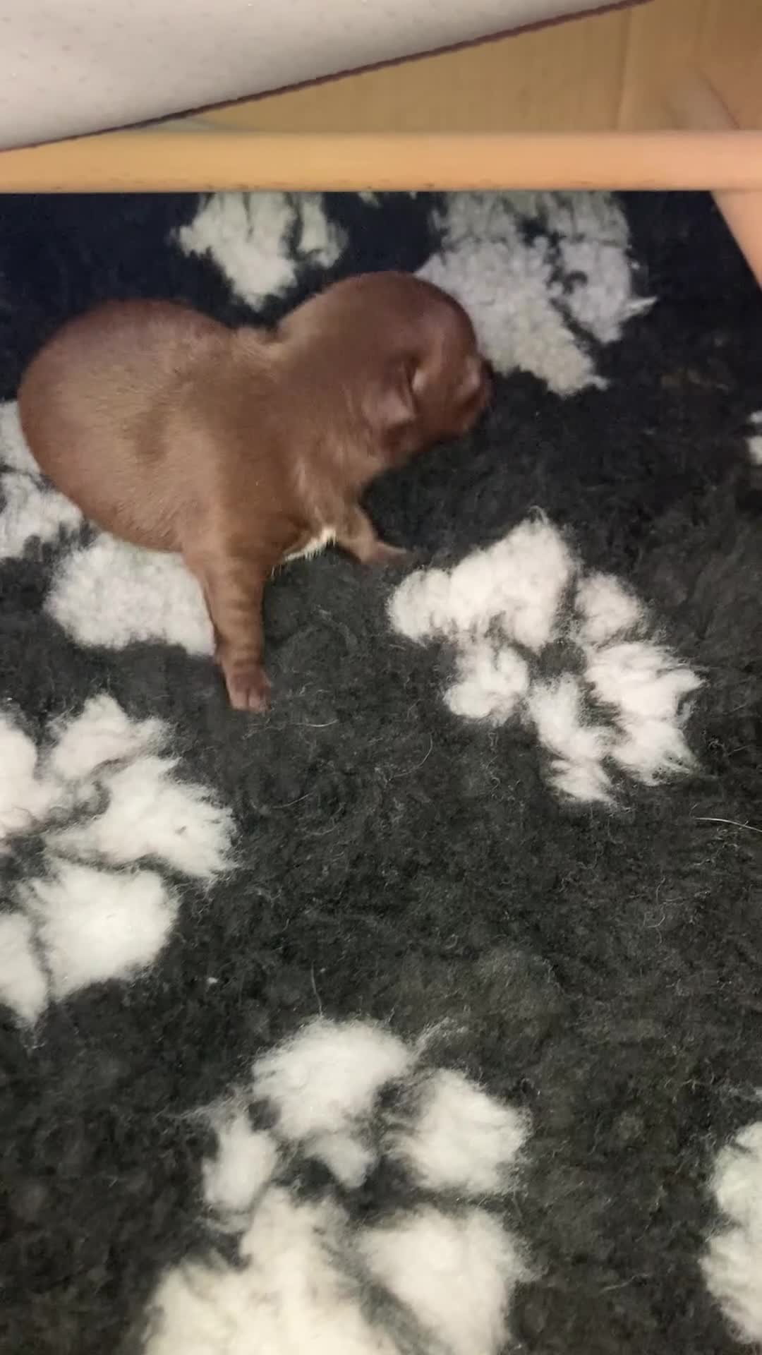 Chihuahua dogs for sale: Beautiful male chocolate chihuahua puppy in Middlesbrough - Video 1