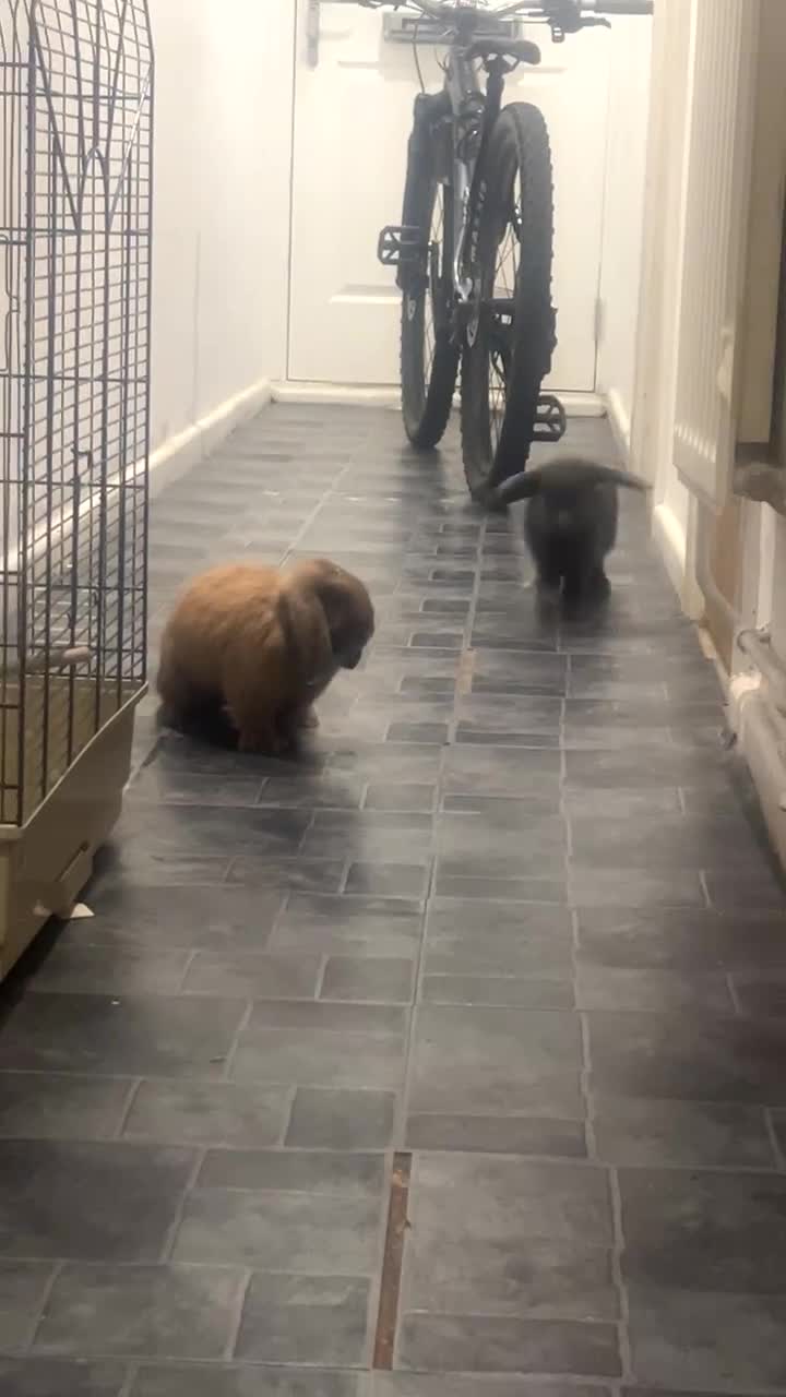 Mini Lop rabbits for sale: Two beautiful mini lops - Video 4