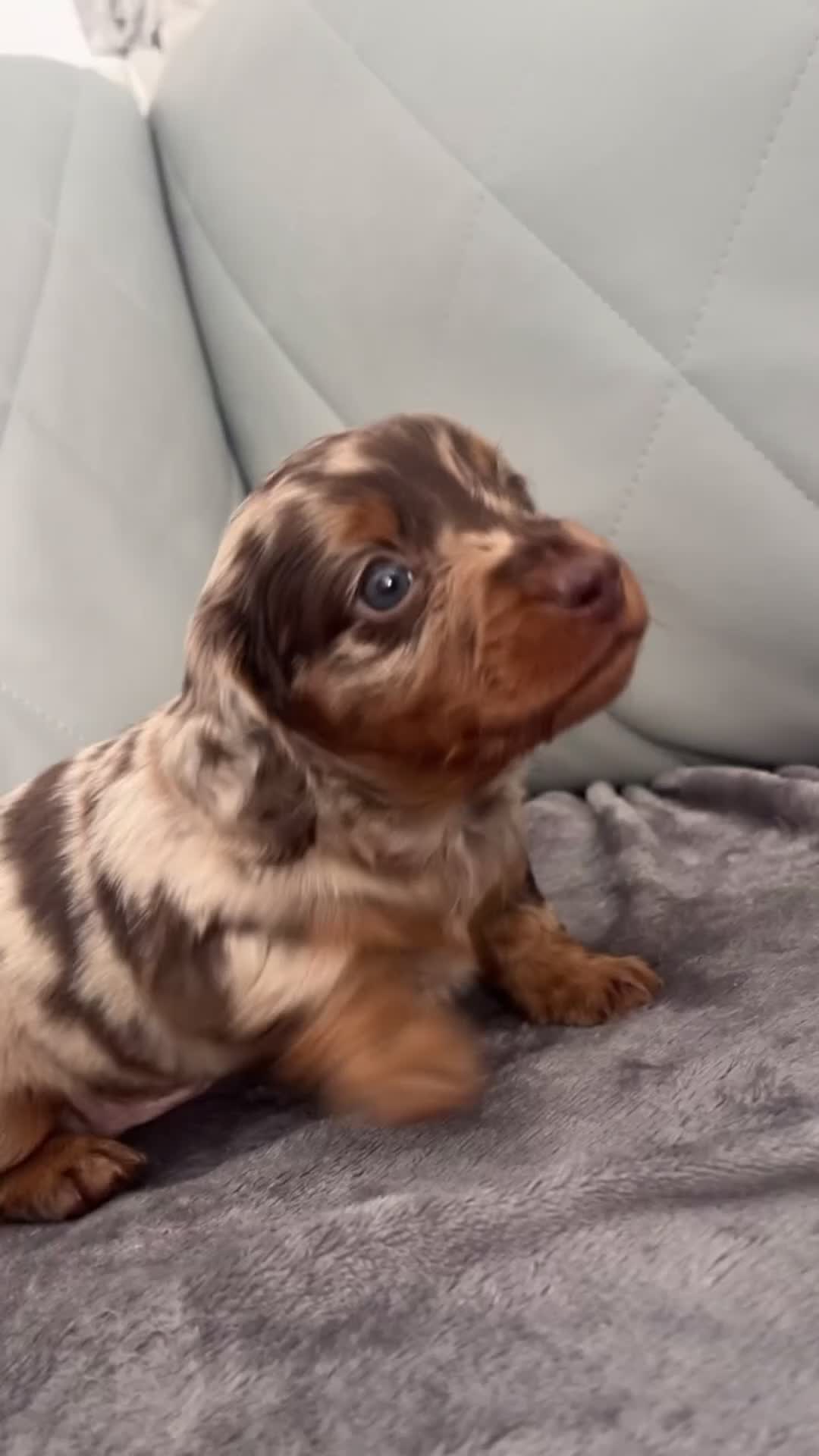 Dachshund dogs for sale: 🐾 Adorable Dachshund Puppies for Sale 🐾 in West Malling - Video 1
