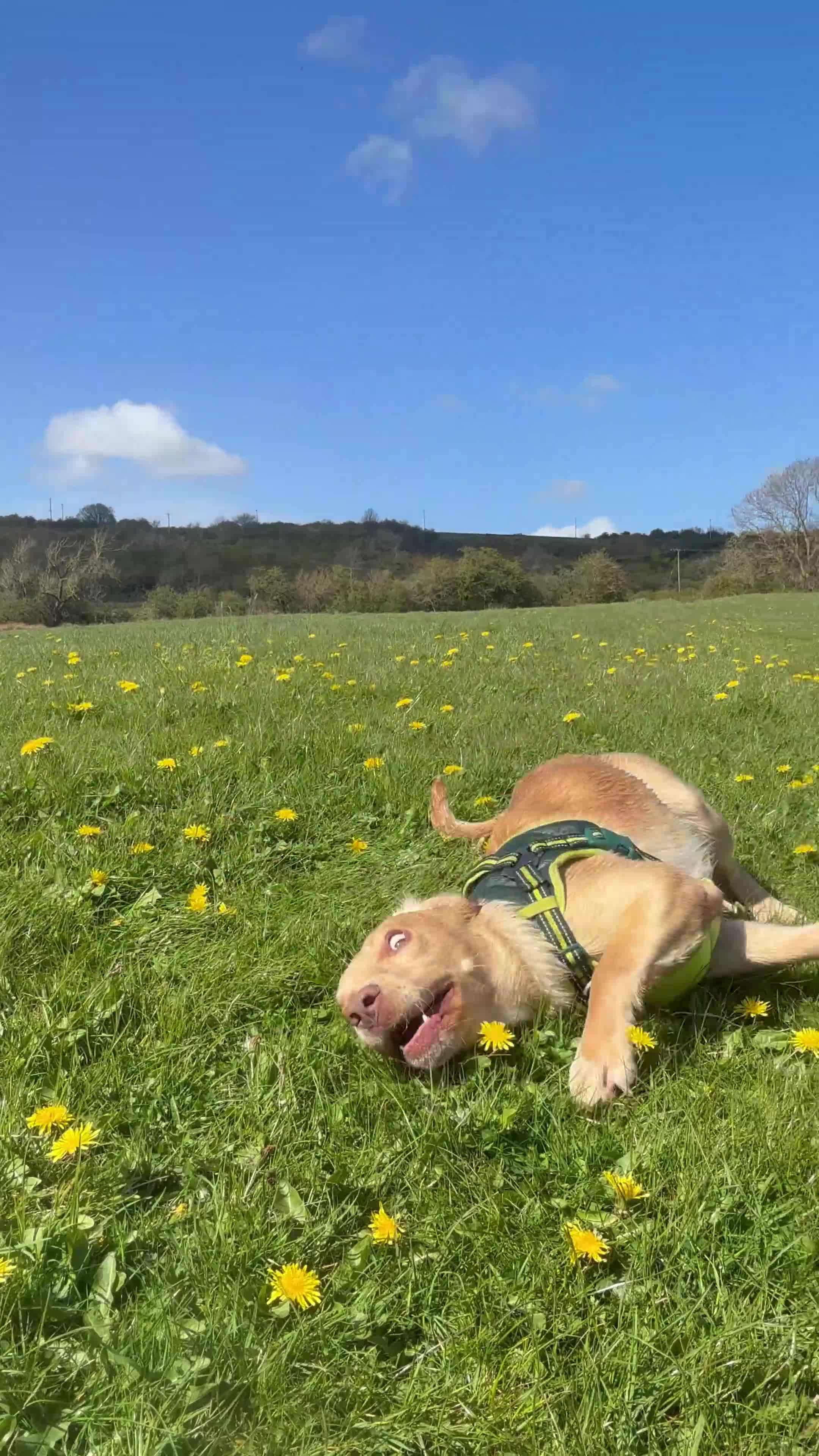 Springador dogs for sale: Springerdor for rehoming - Video 1