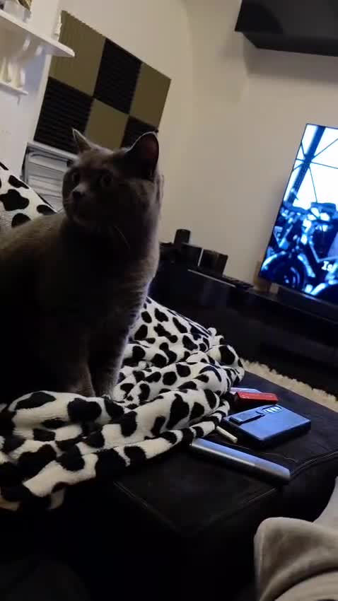 Chartreux cats for sale: Charteraux Female Cat - Video 1