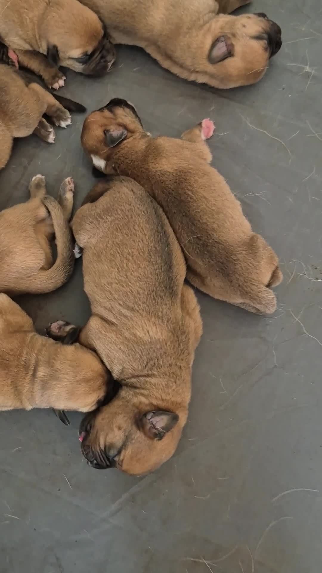 Mixed Breed dogs for sale: Mastiff mixed breed - Video 1