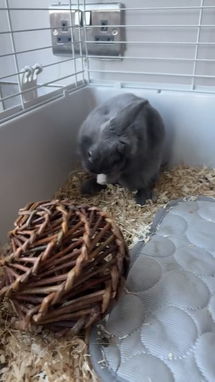 Netherland Dwarf rabbits for sale: Dwarf bunny ready to go now !  - Video 1