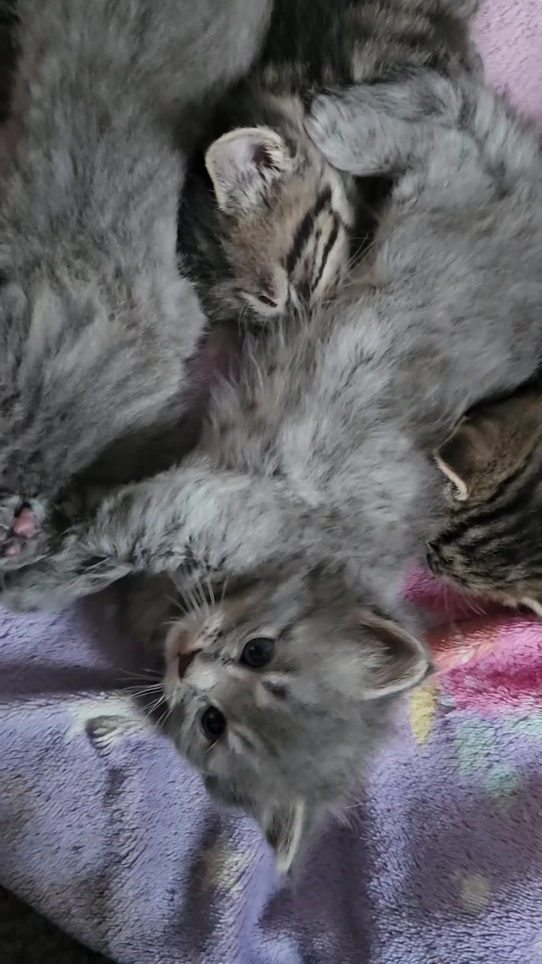 Mixed Breed cats for sale: 🐱 Stunning Maine Coon Cross Kittens🐱 - Video 1