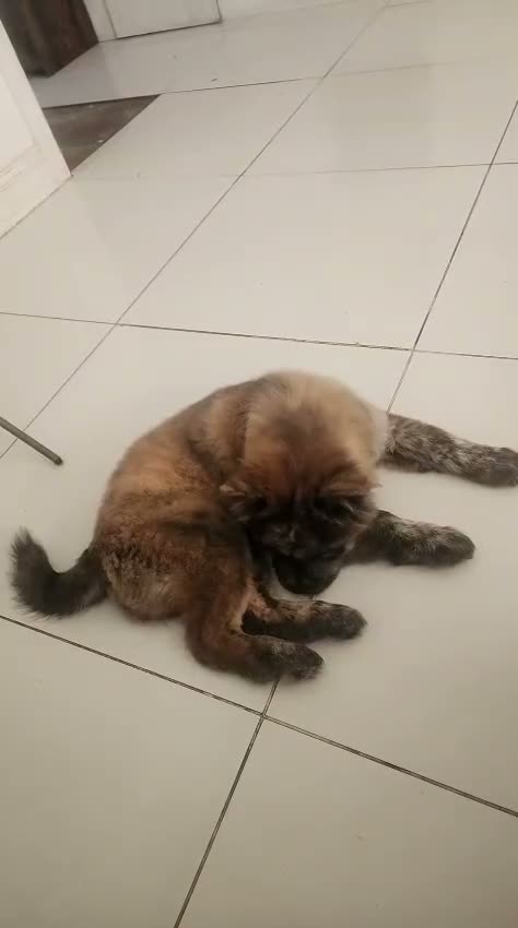 Chow Chow dogs for sale: 1 female chow chow - Video 1