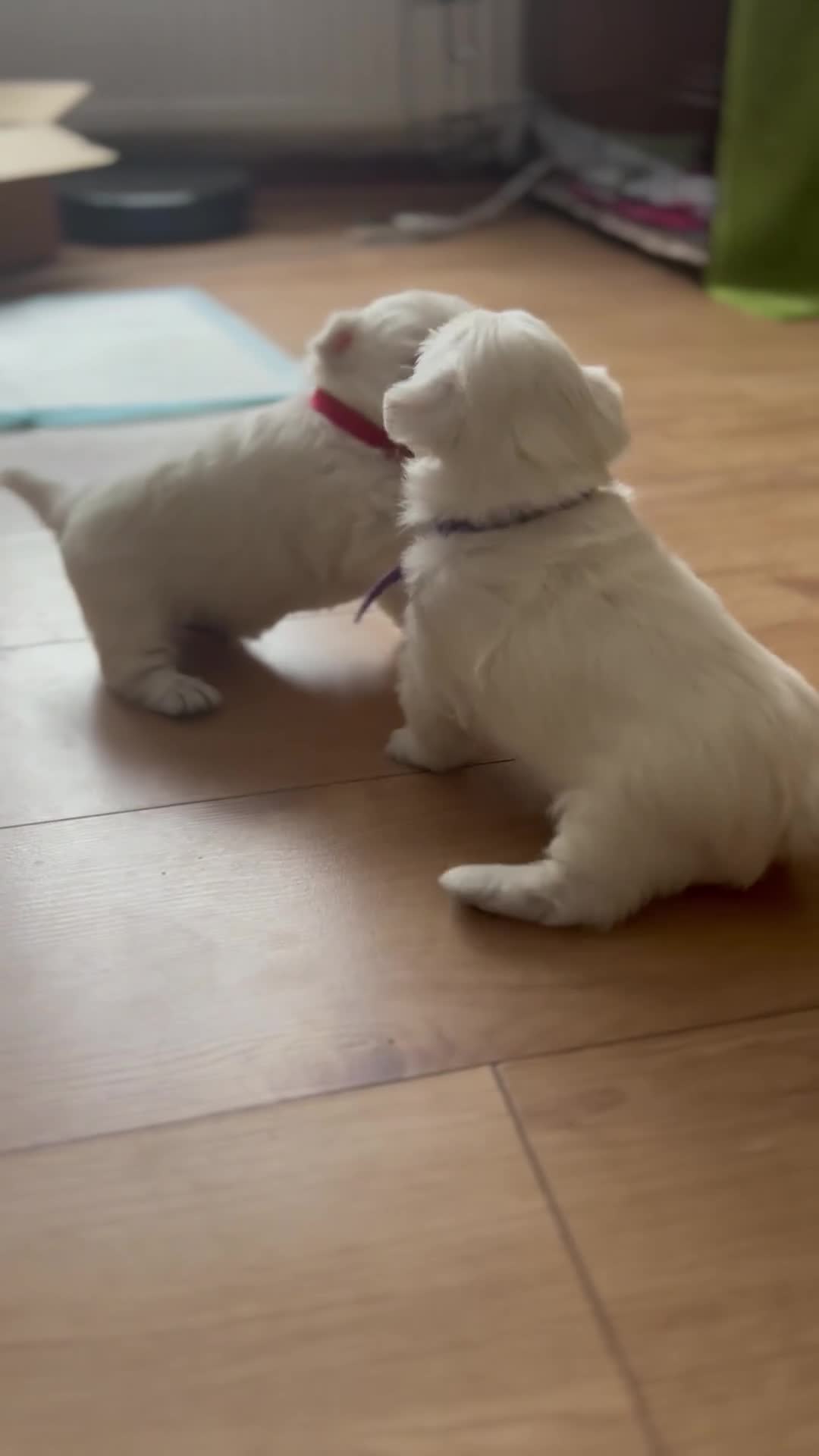 West Highland Terrier dogs for sale: Beautiful West Highland Terrier (Westie) Puppies  - Video 1