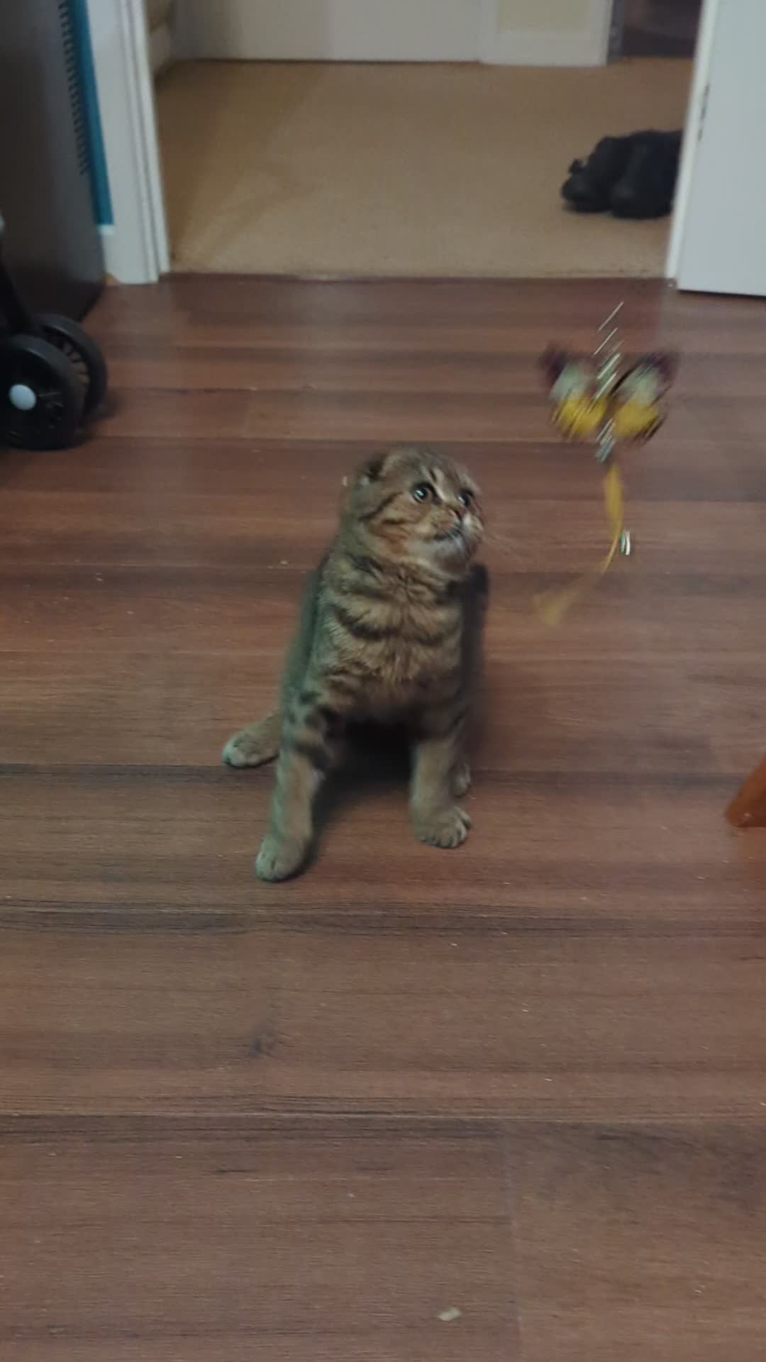Scottish Fold cats for sale: 🐾 Tabith – Gentle, Loving & Full of Cuddles  - Video 2