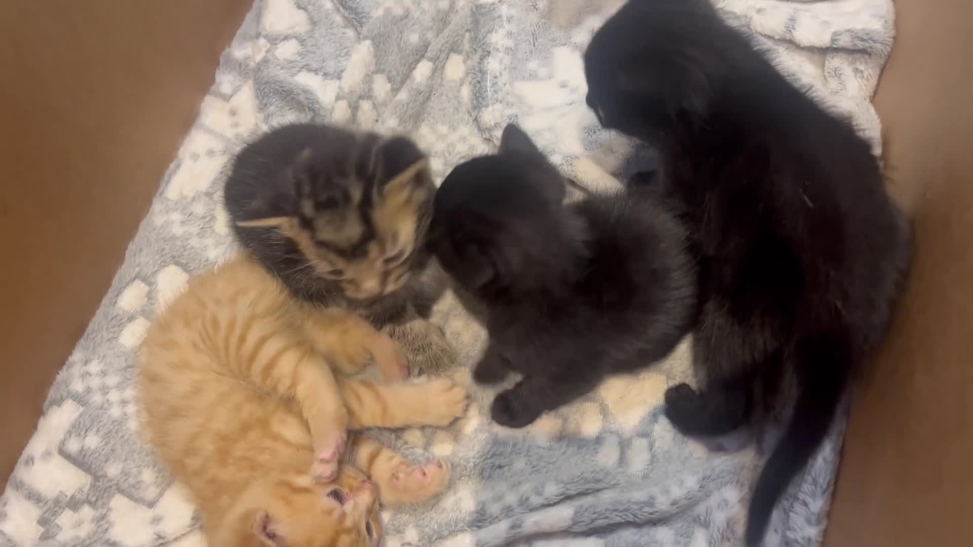 Mixed Breed cats for sale: Beautiful kittens - Video 1