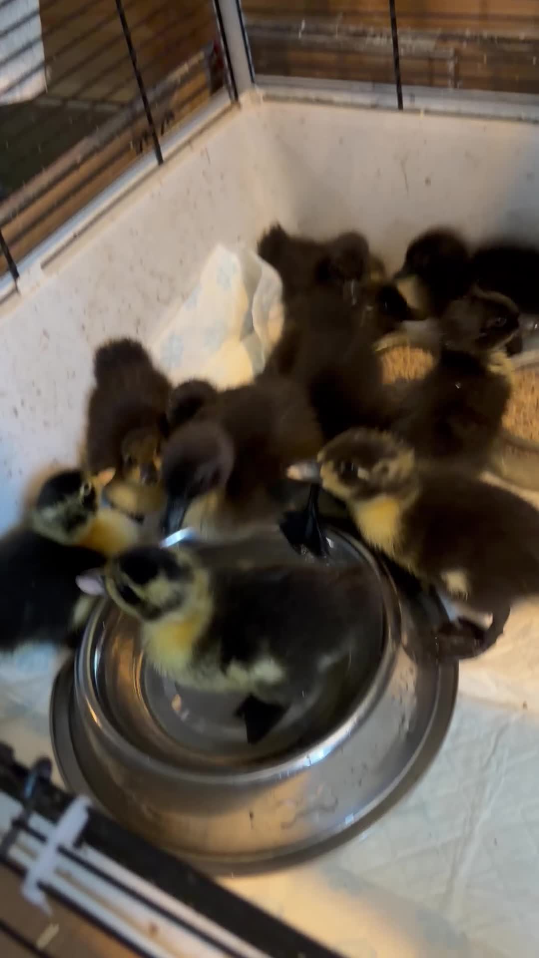Ducks poultry for sale: CAYUGA DUCKINGS  - Video 3