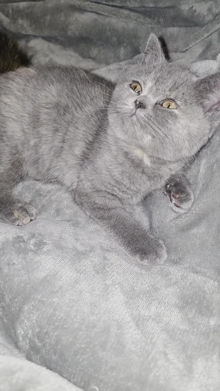 British Shorthair cats for sale: Stunning bsh kittens looking for homes 🏡 - Video 2