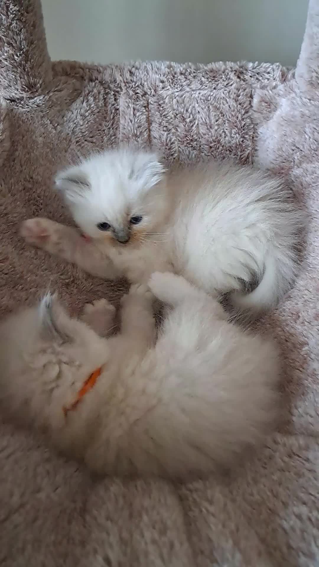 Ragdoll cats for sale: Agilamour kittens GCCF registered  - Video 5