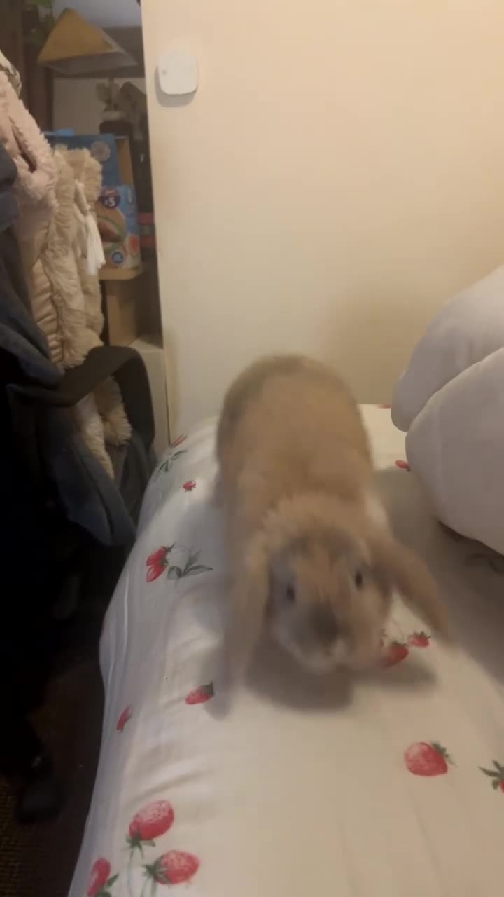 Mini Lop rabbits for sale: Female Mini Lops (Pair) in Newcastle upon Tyne - Video 1