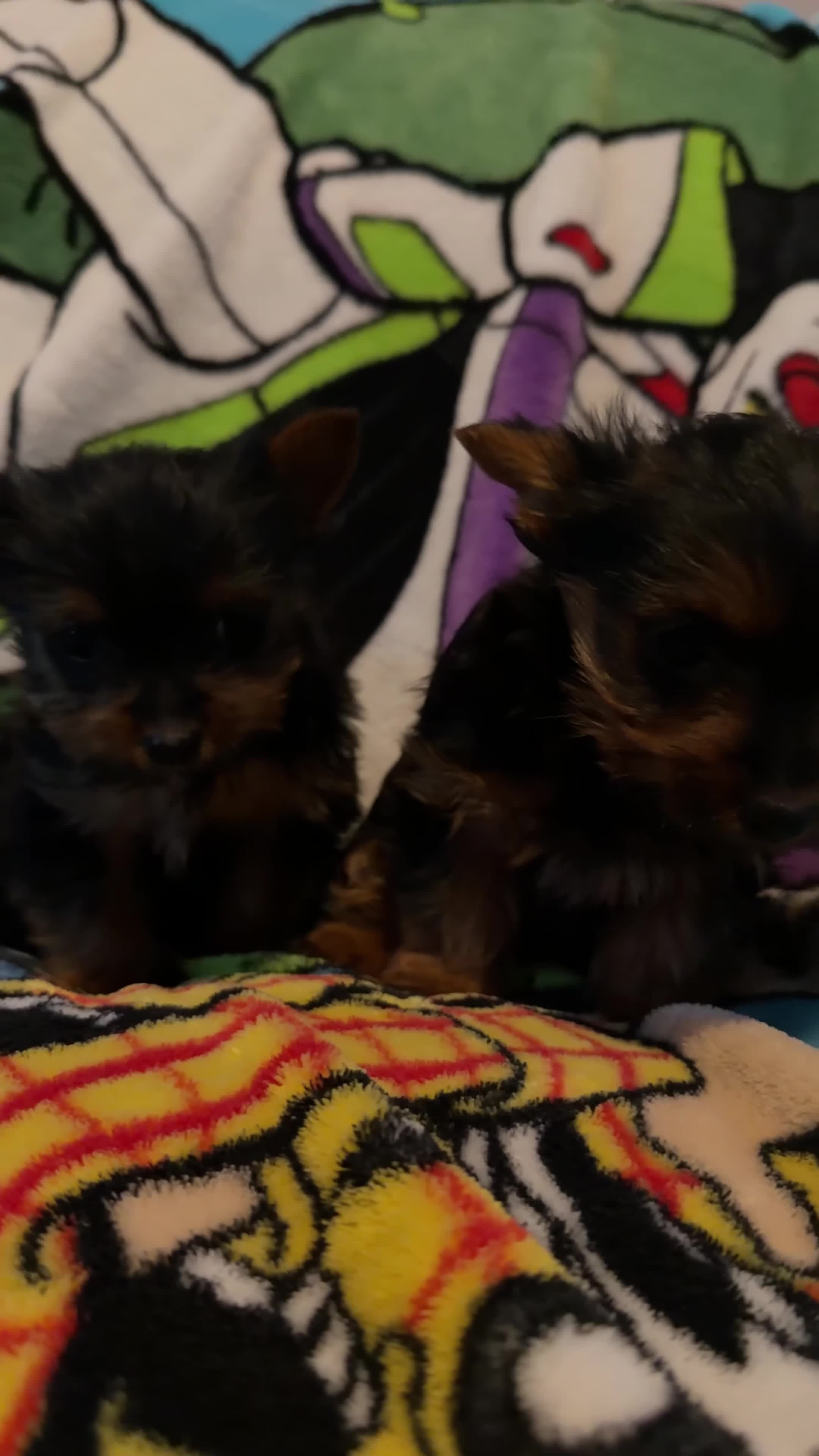 Yorkshire Terrier dogs for sale: yorkshire terrier puppies  in Leicester - Video 2