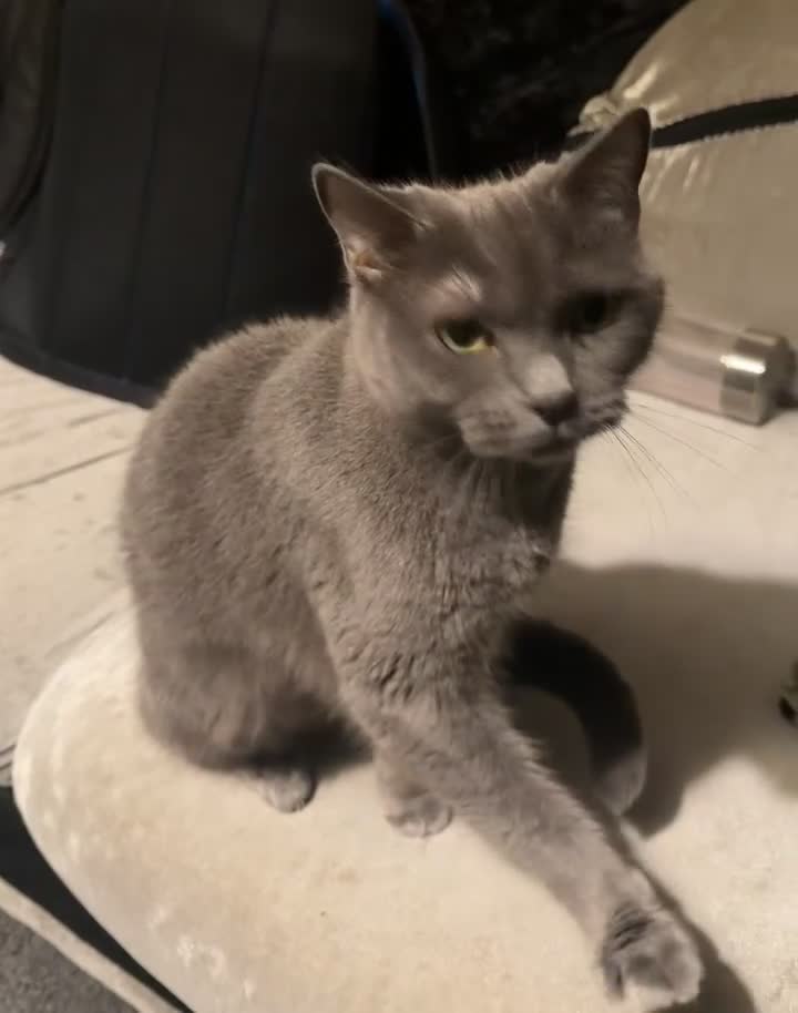 British Shorthair cats for sale: Beautiful Leia looking for her forever home!  - Video 1
