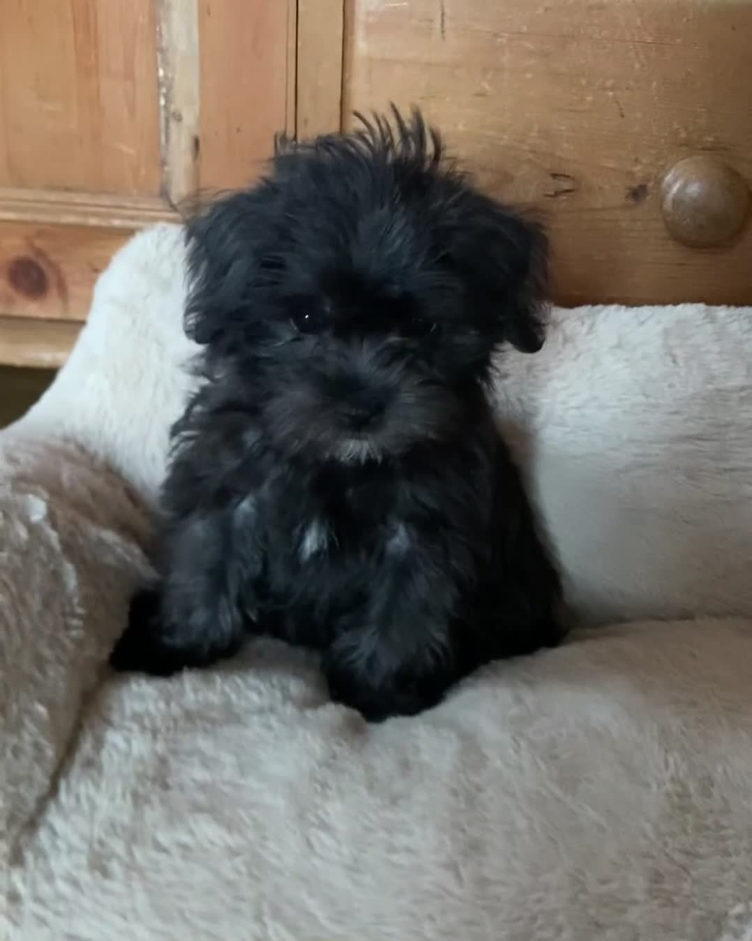 Maltipoo dogs for sale: Ready Now-Stunning Maltipoo Puppies⭐️DNA Tested ⭐️ - Video 2