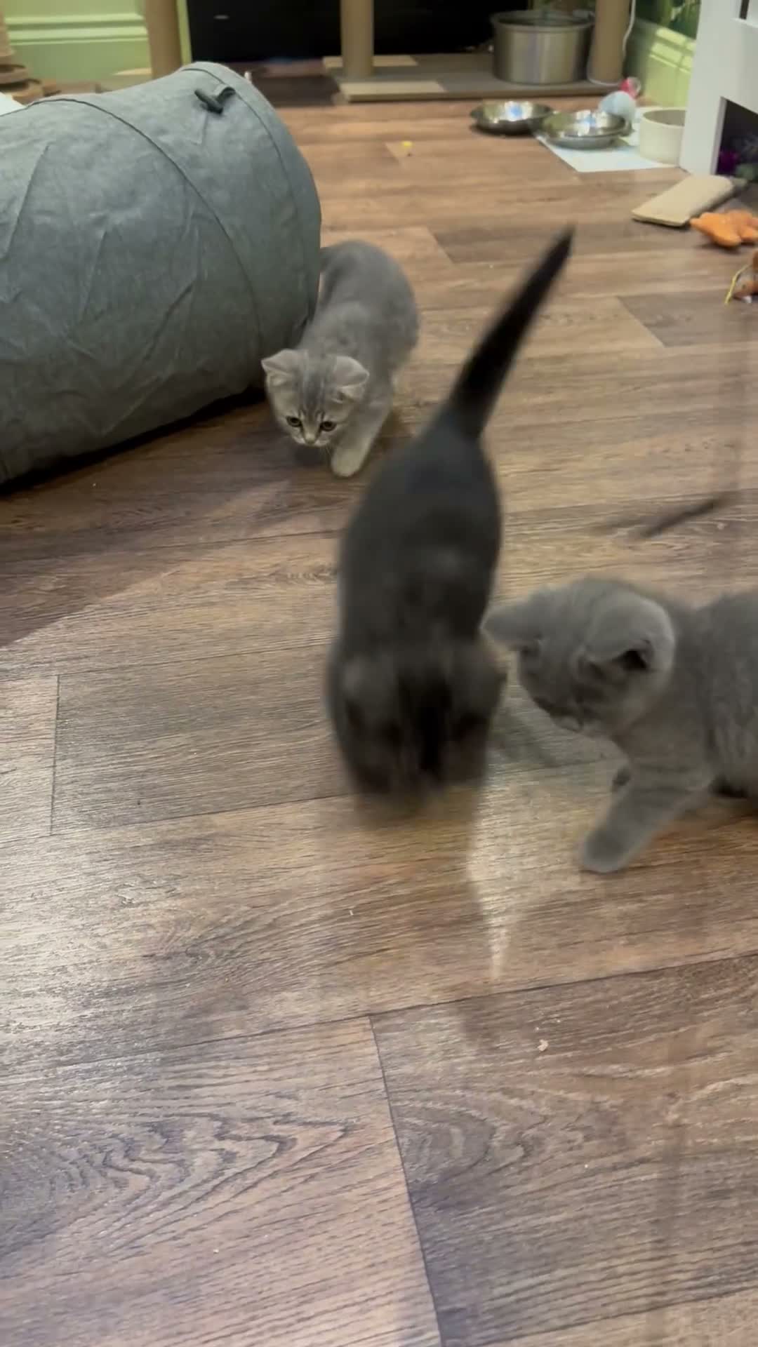 Scottish Fold cats for sale: Ready for rehoming! Registered Scottish striaghts  - Video 2