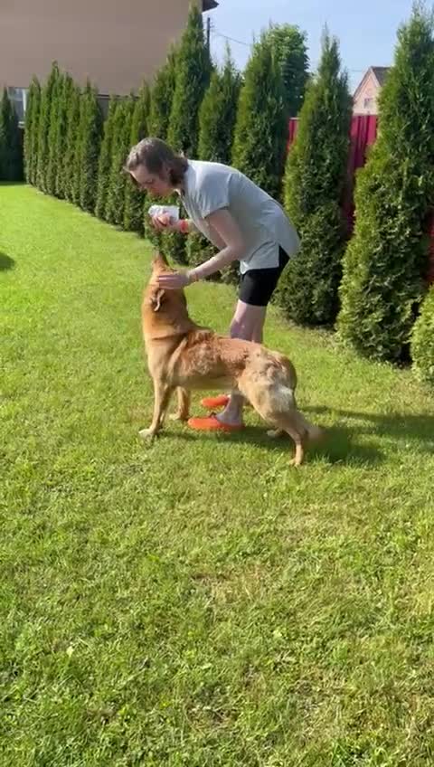 German Shepherd dogs for adoption: Ridgey – The Dog They Left Behind - Video 1
