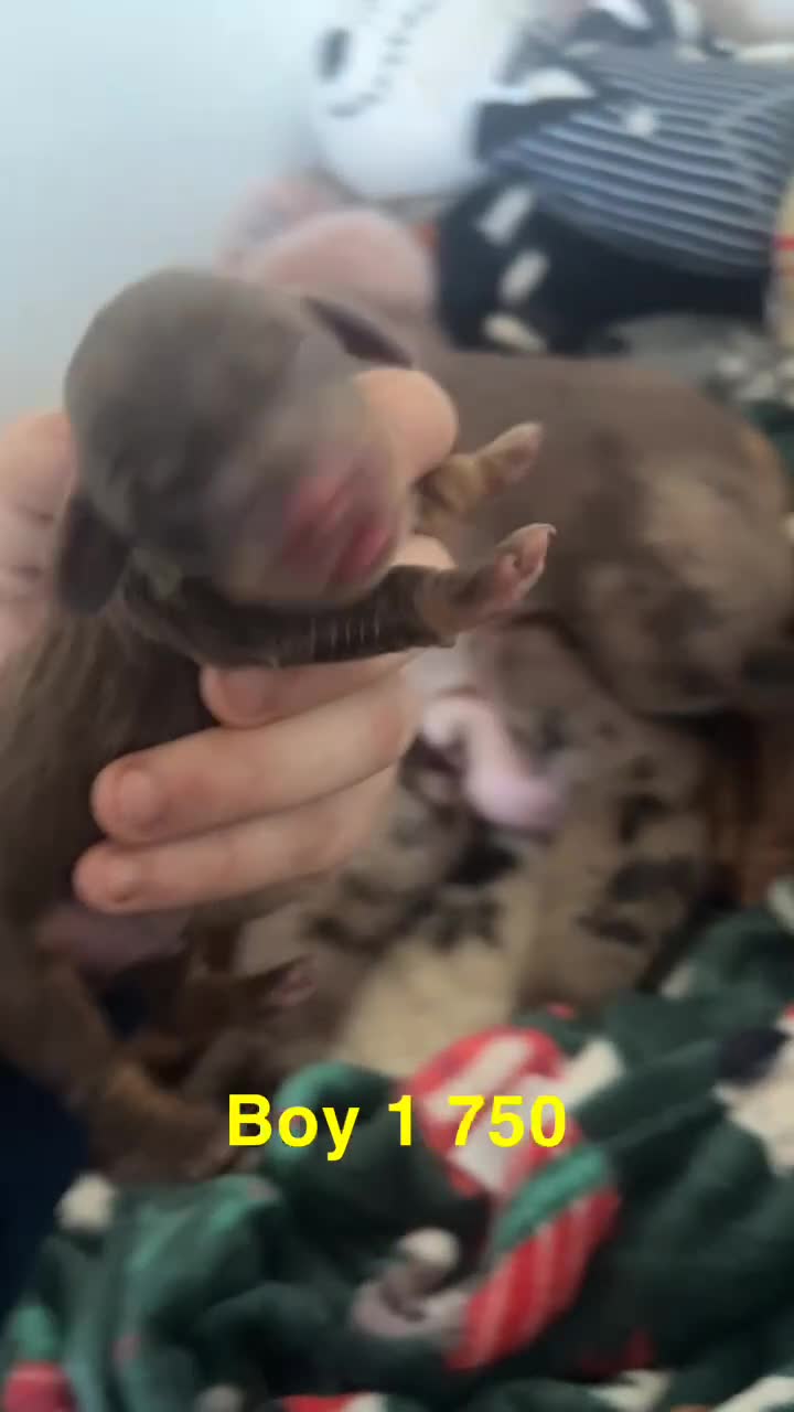 Miniature Dachshund dogs for sale: Dachshund puppies  - Video 4